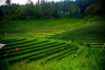 Ubud Tax Rice terrace